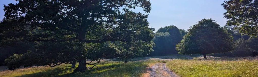 Dunsland House Park, path with trees