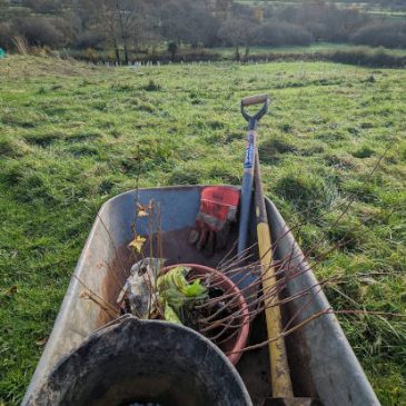 Planting trees and saplings – a story.