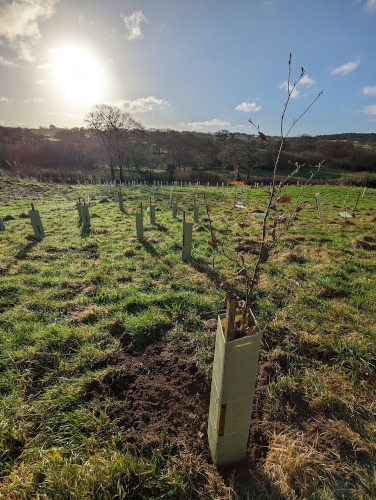 Tree in field