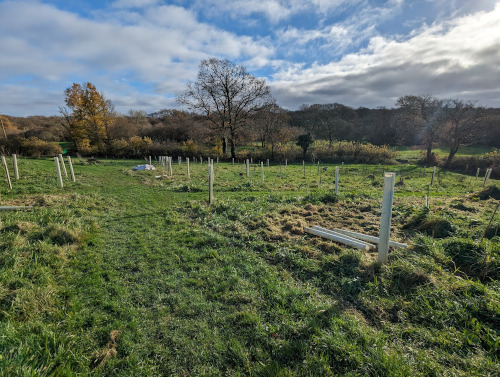lower field with saplings