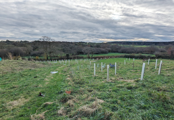 Upper field with saplings