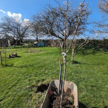 Spacing out the orchard.