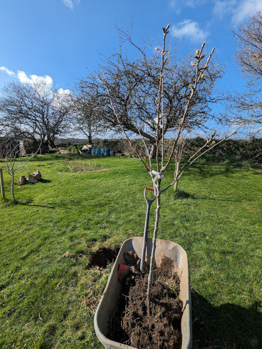 Wheel barrow and tree